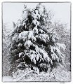 _5SB9628 snowy branches 5